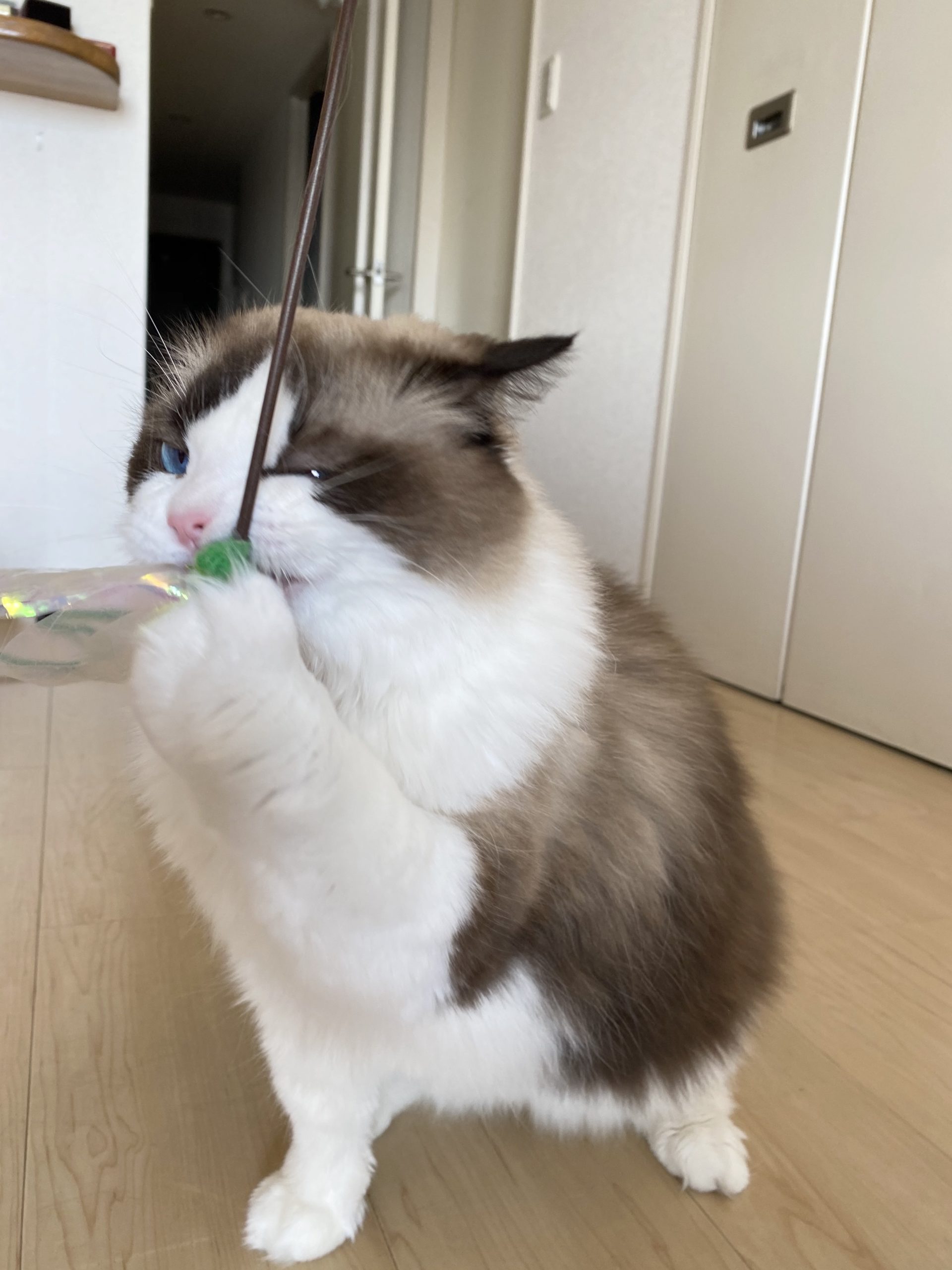 「猫じゃらし好きな鈴鈴先生」のアイキャッチ画像